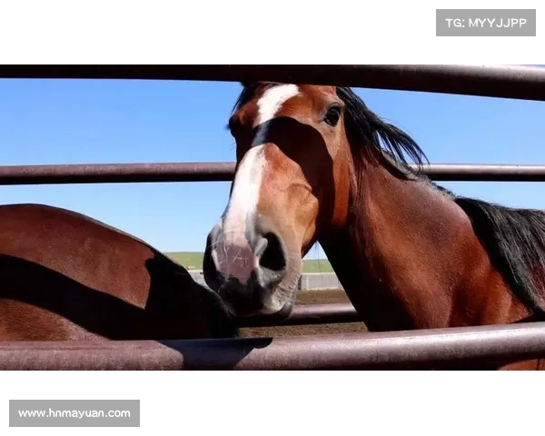 赛事引领马产业创新发展新动力新时代